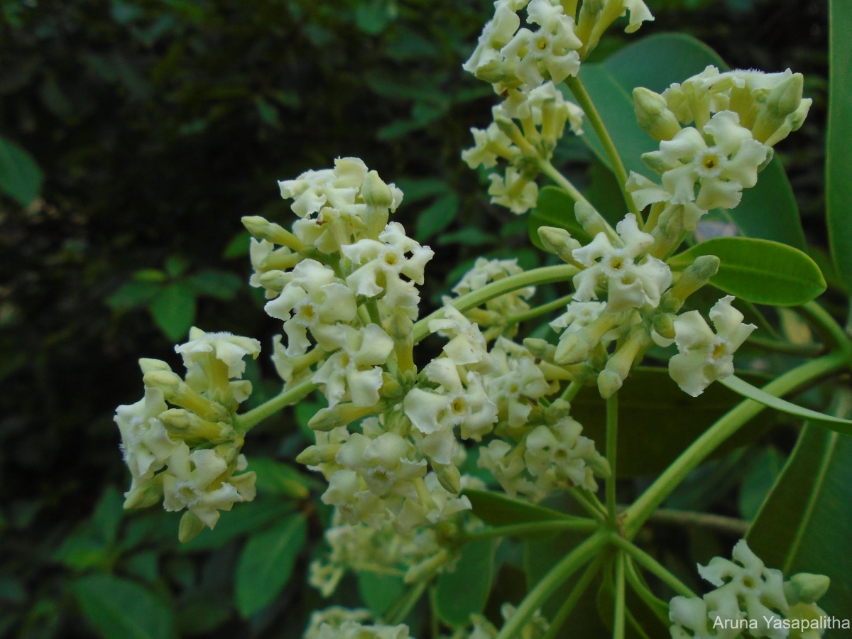 Alstonia scholaris (L.) R.Br.